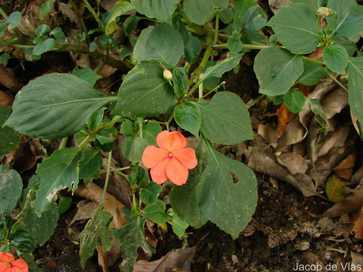 Impatiens walleriana Hook.f.
